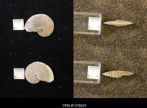 undet. Sphenodiscidae