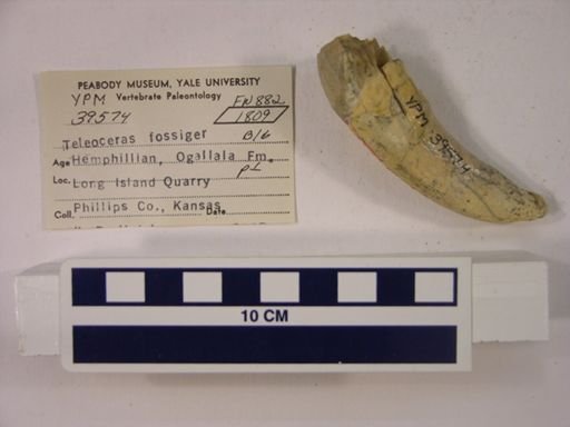Teleoceras fossiger