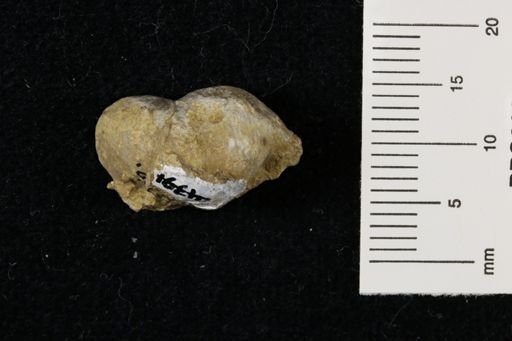 Marginifera wabashensis