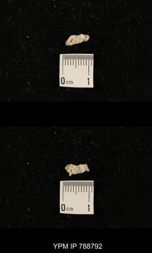 taxon undetermined