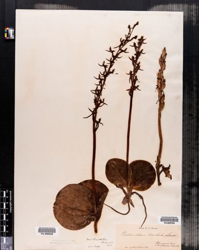 Habenaria