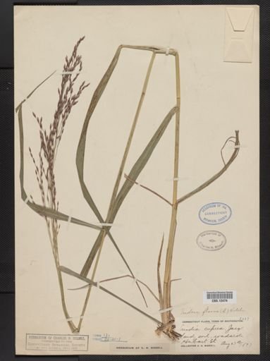 Tridens flavus