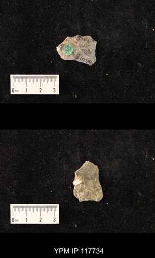 undet. Gastropoda