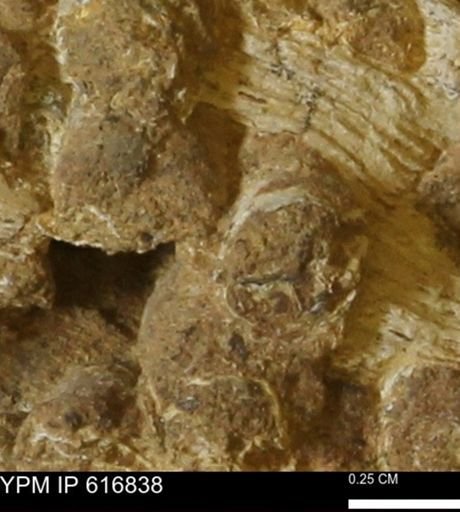 Teredo sp.