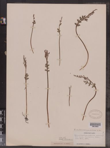 Botrychium matricariifolium
