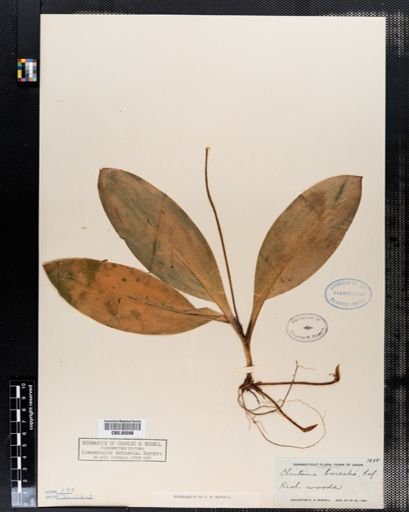 Clintonia borealis
