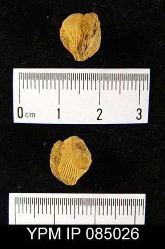 Camarotoechia cf. cartieri