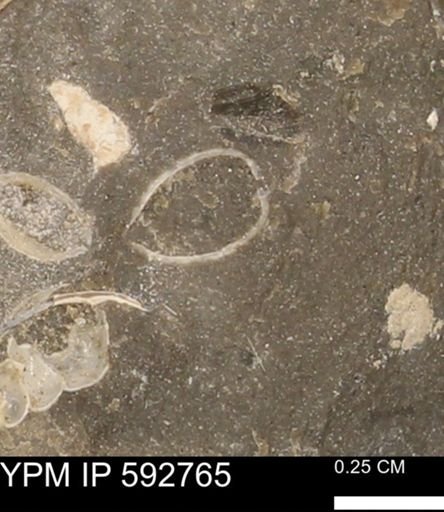 undet. Bivalvia