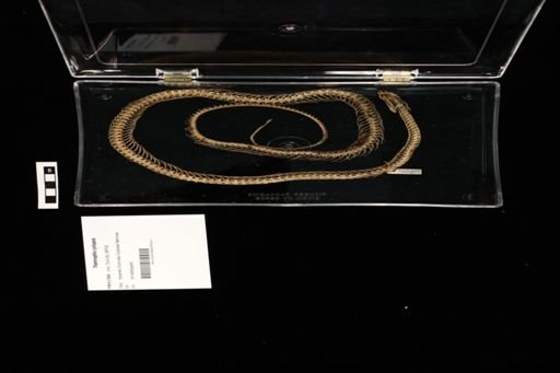Thamnophis cyrtopsis