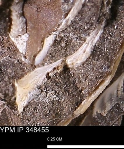 undet. Mollusca