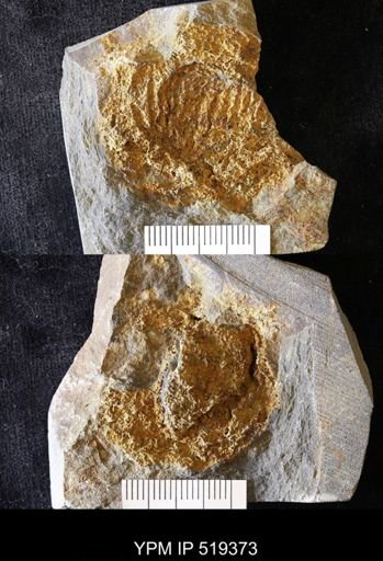 Camptostroma roddyi