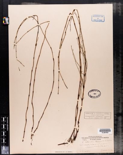 Equisetum