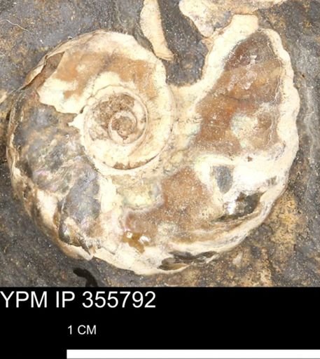 undet. Scaphitidae