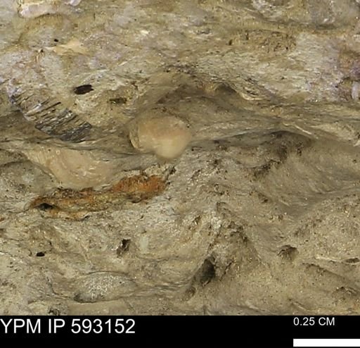 undet. Mollusca