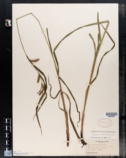 Carex crinita