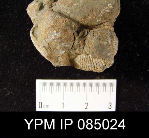 Camarotoechia cartieri