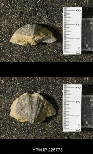 Neospirifer triplicatus