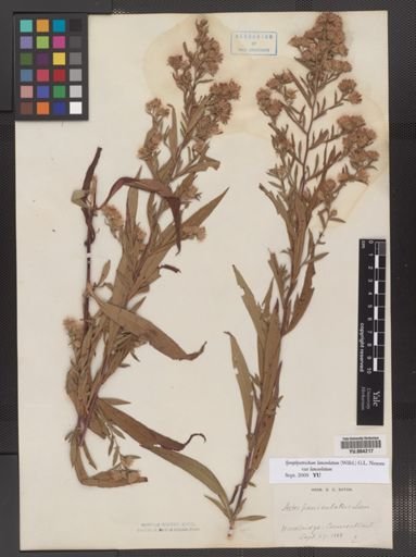 Symphyotrichum lanceolatum
