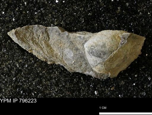 Spisula elliptica