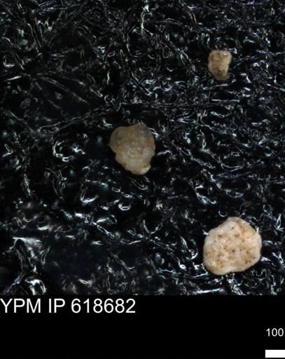 undet. Foraminiferida