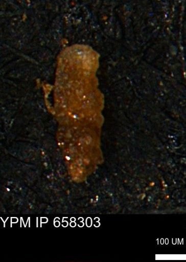 Verneuilinoides kansasensis