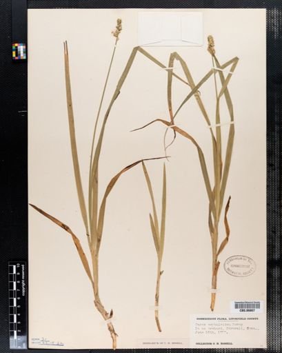 Carex cephaloidea