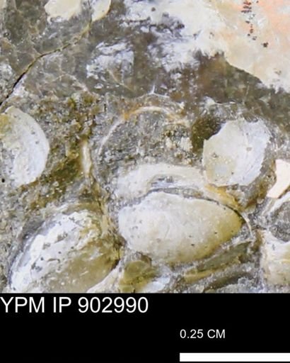 undet. Bivalvia