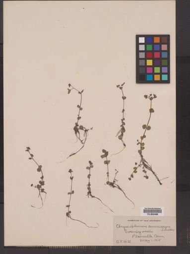 Chrysosplenium americanum