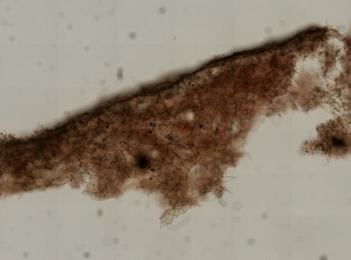 cf. Haliclona