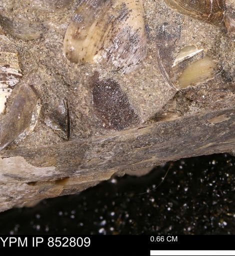Limopsis striatopunctatus