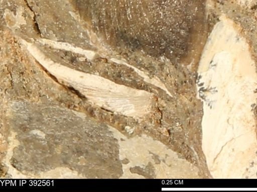 Protocardia subquadrata