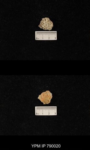 Leptodus sp.