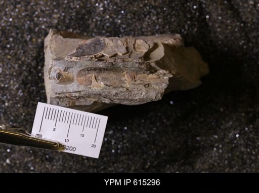 Baculites sp.