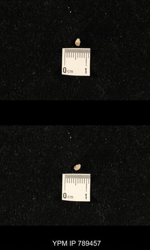 undet. Bryozoa