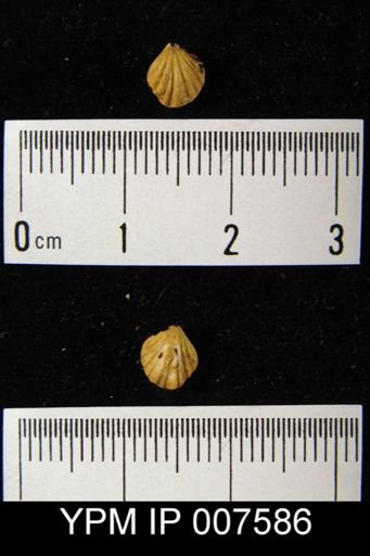Eospirigerina putilla