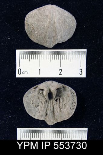 Etymothyris?