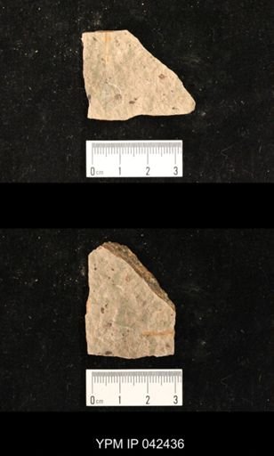 undet. Hexapoda