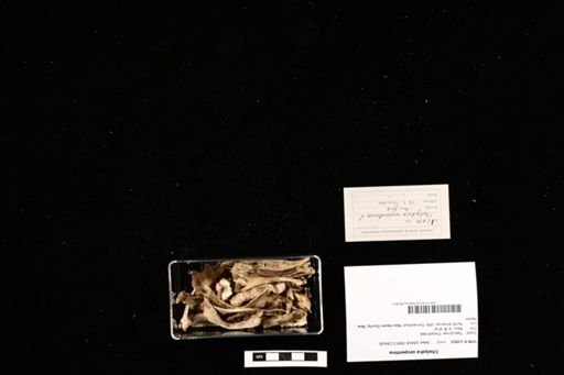 Chelydra serpentina