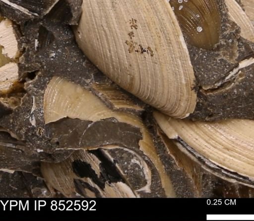 Limopsis striatopunctatus