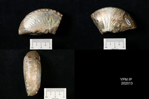 undet. Scaphitidae