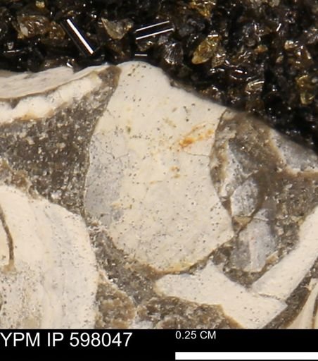 Protocardia?