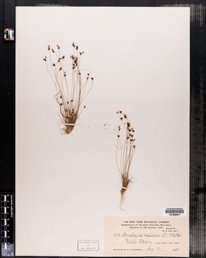 Bulbostylis capillaris
