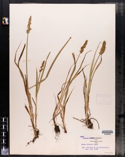 Carex stipata