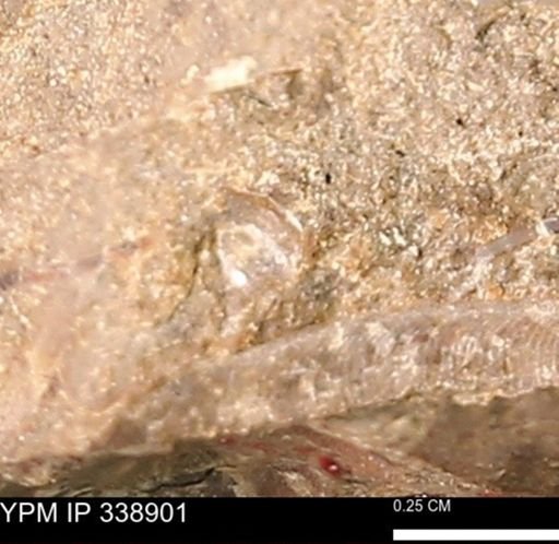 undet. Mollusca