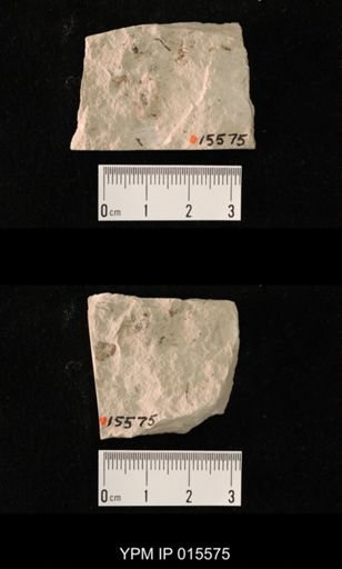 Probnis speciosa