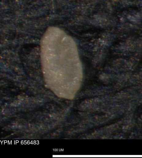 undet. Foraminiferida