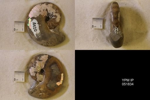Hoploscaphites nicolletii