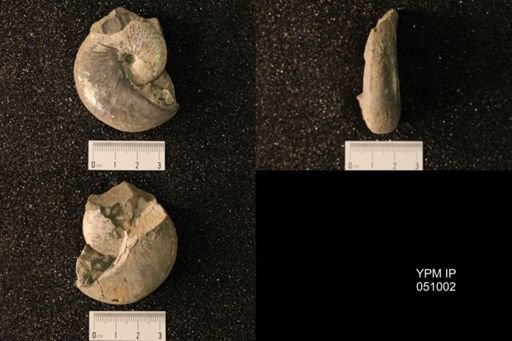 Hoploscaphites nicolletii
