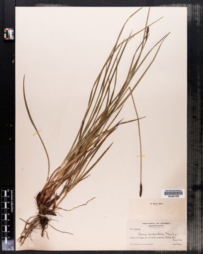Carex scirpoidea