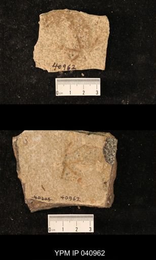 Tipulidae